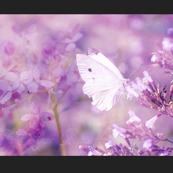 Meet your Posher - Picture 1 of 6